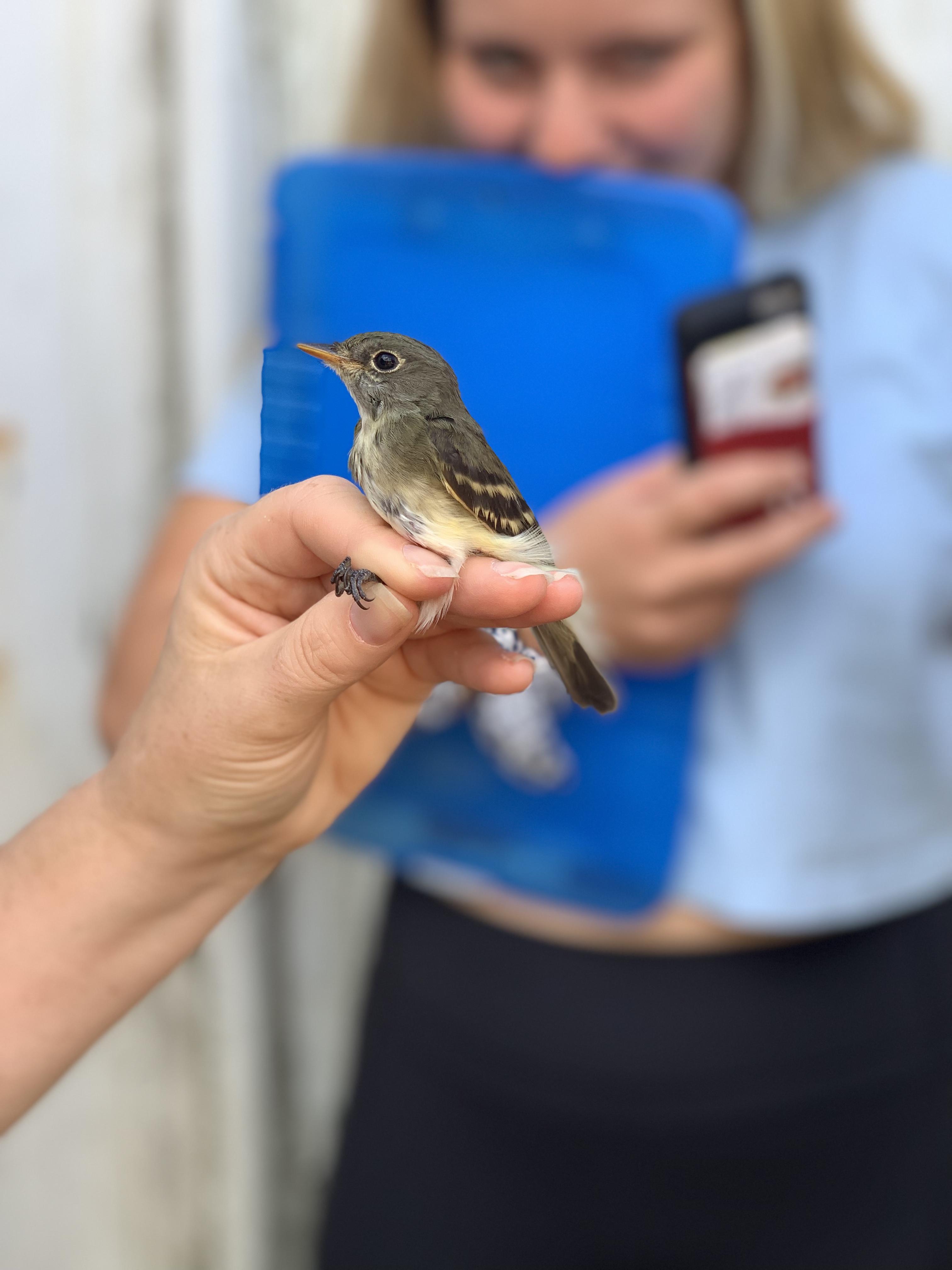 bird banding 